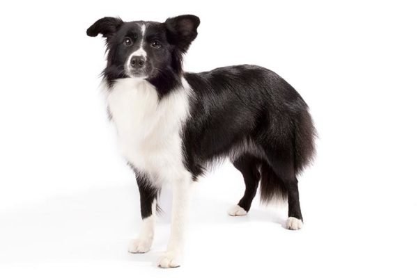 Border Collie breed