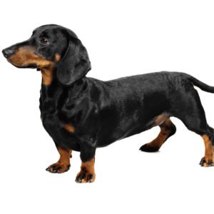 Dachshund dogs, Dachshund dogs information