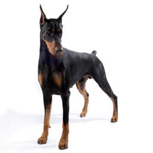 Doberman-Pinscher