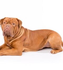 Dogue-de-Bordeaux