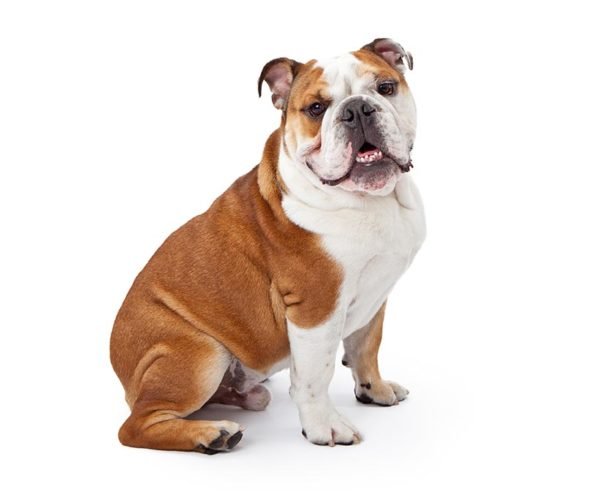 English Bulldog, English Bulldog information, English Bulldog information in India