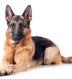 German-Shepherd