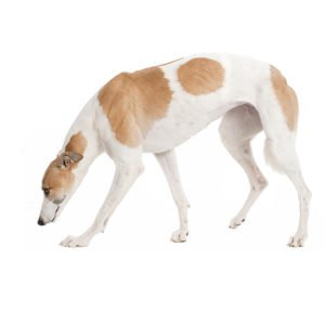 Greyhound Dog, Greyhound Dog information