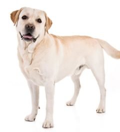Labrador-Retriever dogs information