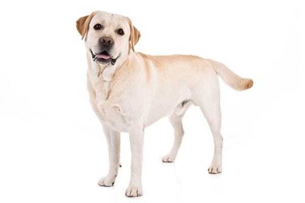 Labrador-Retriever dogs information