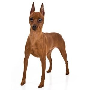 Miniature-Pinscher dogs information