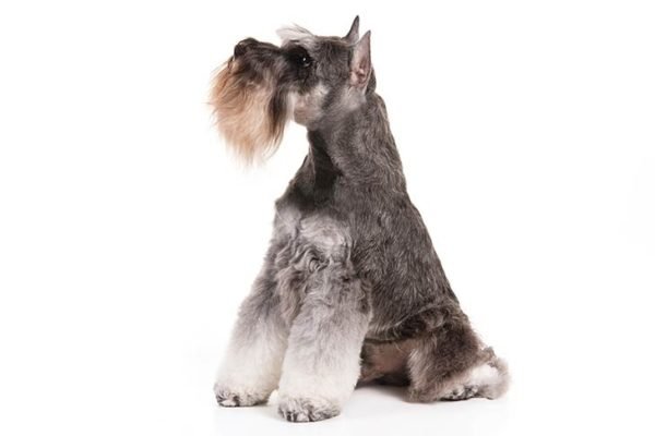 Miniature-Schnauzer Dogs information