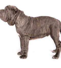 Neapolitan-Mastiff dogs