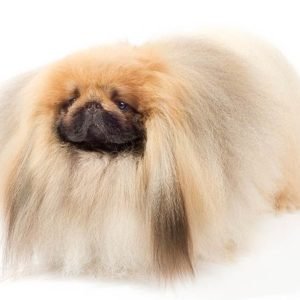 Pekingese dogs