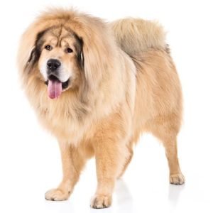 Tibetan-Mastiff, Tibetan-Mastiff Dogs, Tibetan-Mastiff Dogs information in India