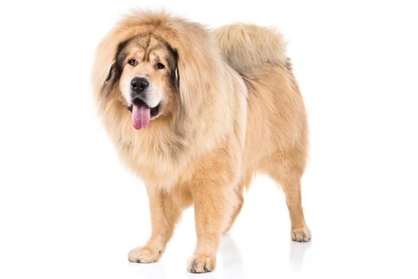 Tibetan-Mastiff, Tibetan-Mastiff Dogs, Tibetan-Mastiff Dogs information in India