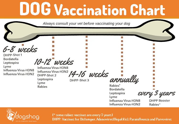 Puppy Vaccination Schedule India Lynnette Knott