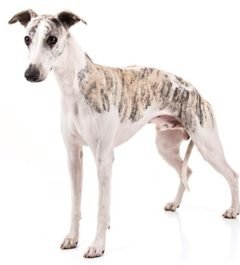 Whippet, Whippet Dogs, Whippet dogs information