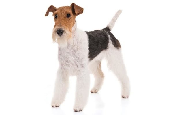 Wire-Fox-Terrier